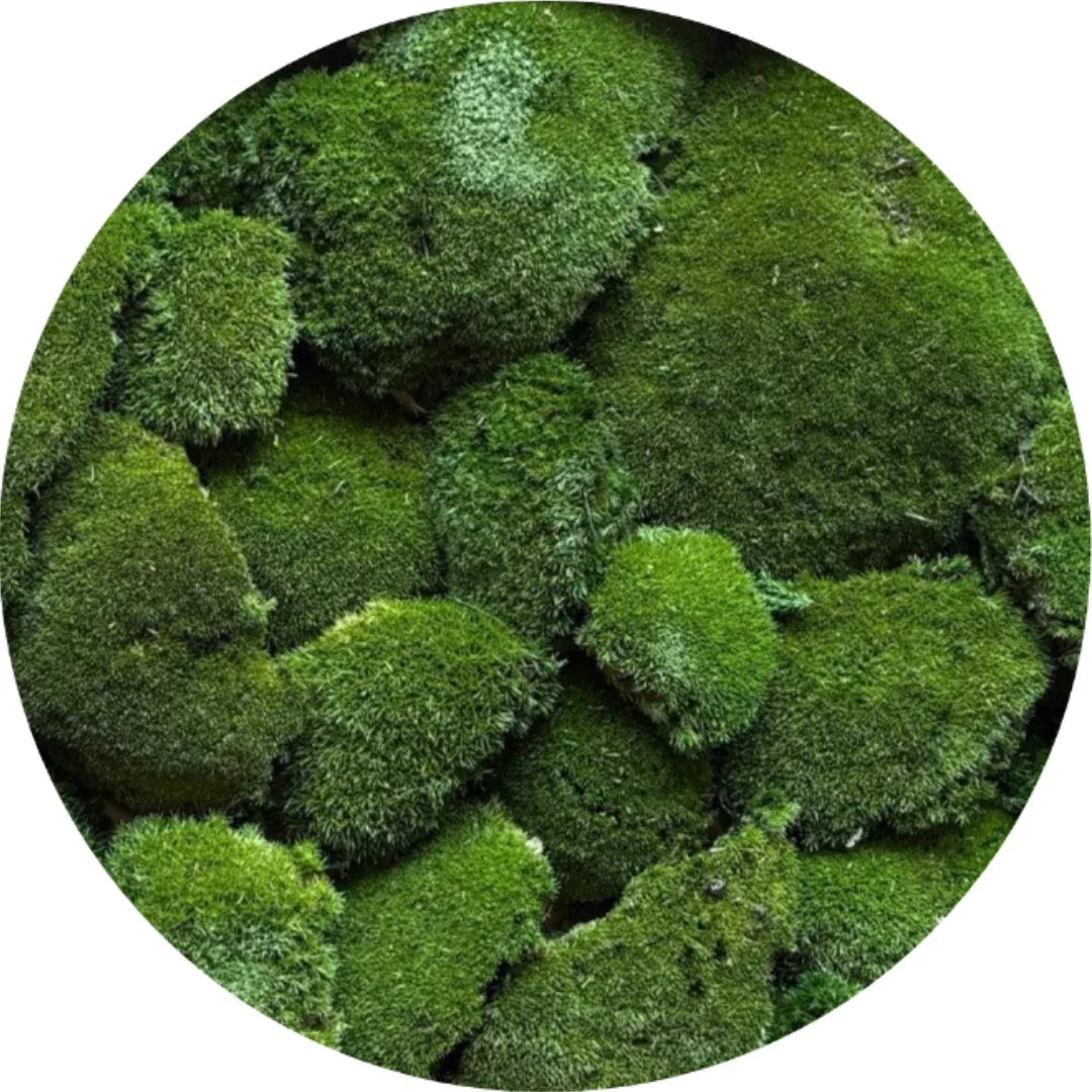 Travel Box - Real Preserved Ball Moss