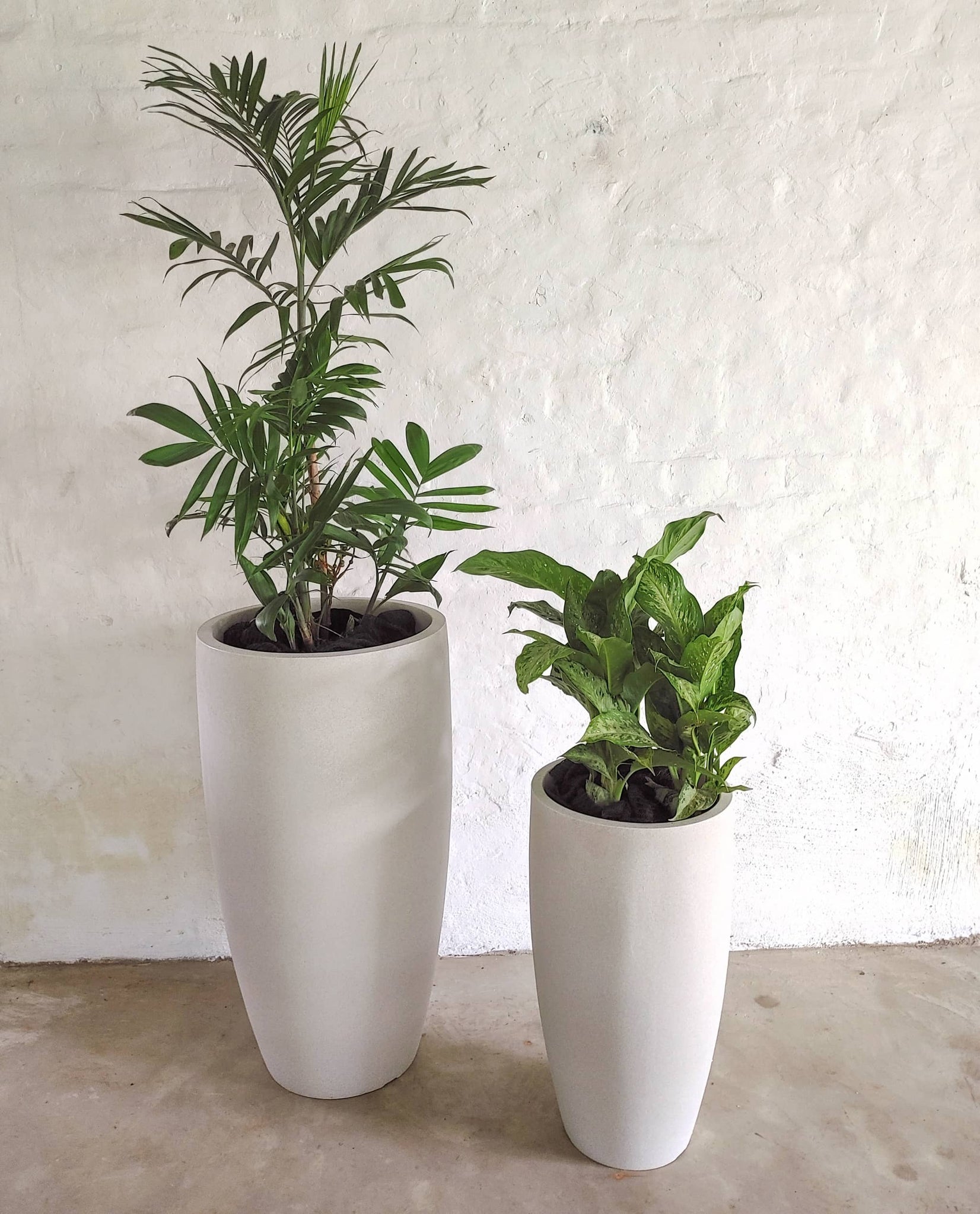 Beautiful, modern Conic Slim planters by Japi, order at Florastyle by Hingham. A lifestyle picture of the large and small planters side by side.  Indoor and Outdoor use. 