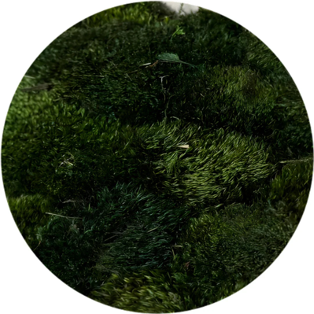 Bulk Box - Real Preserved Mood Moss