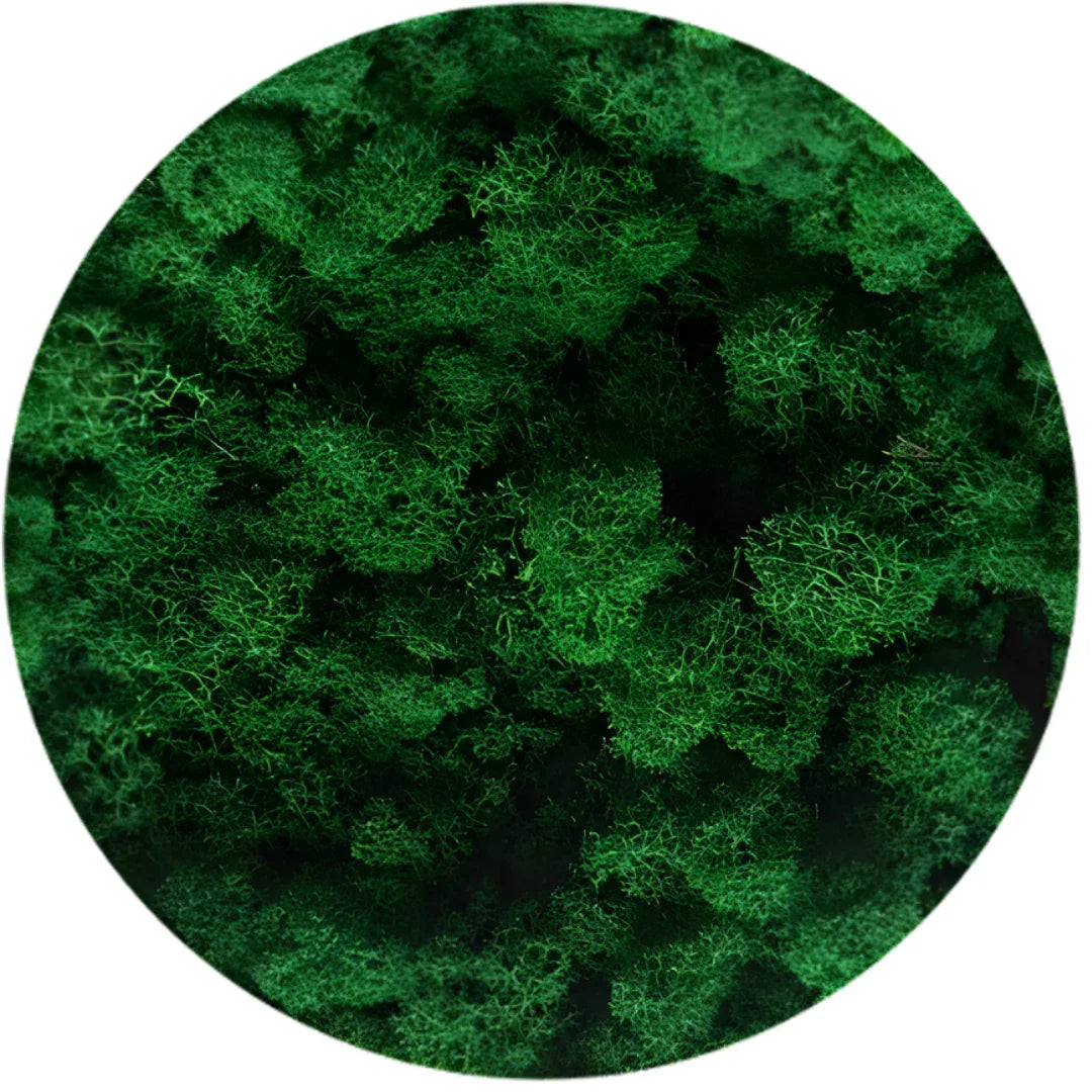 Real Preserved Reindeer Moss