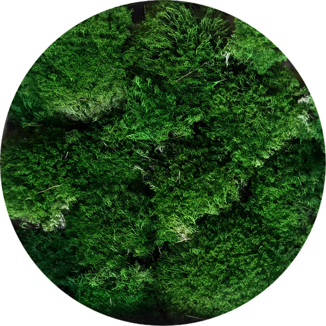 Real Preserved Reindeer Ball Moss