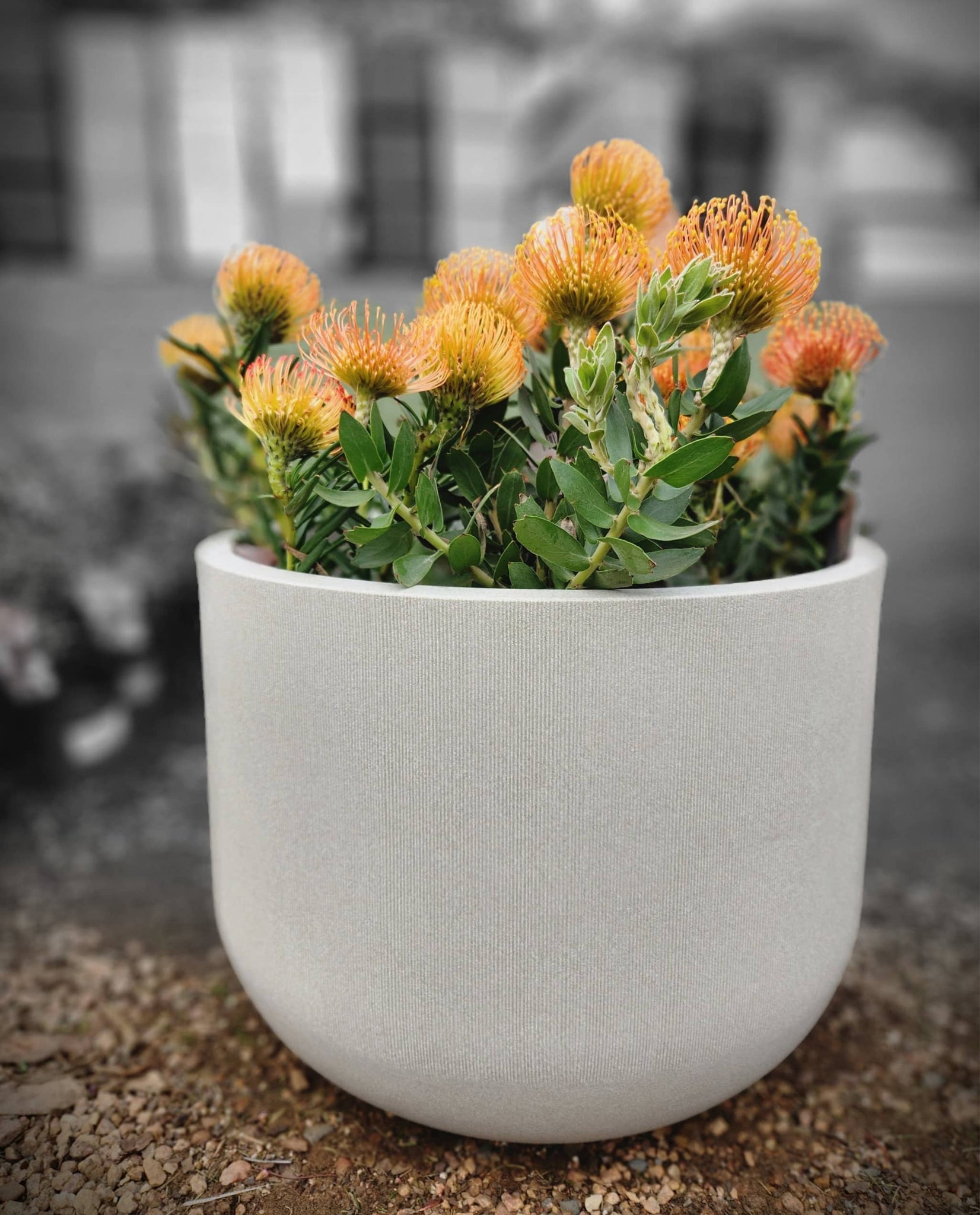 Fringe Round Japi planter, an elegant low plant pot with a gently thinly spaced fluted finish. Perfect for an elegantly decorated space. Colour Sandstone. Florastyle by Hingham