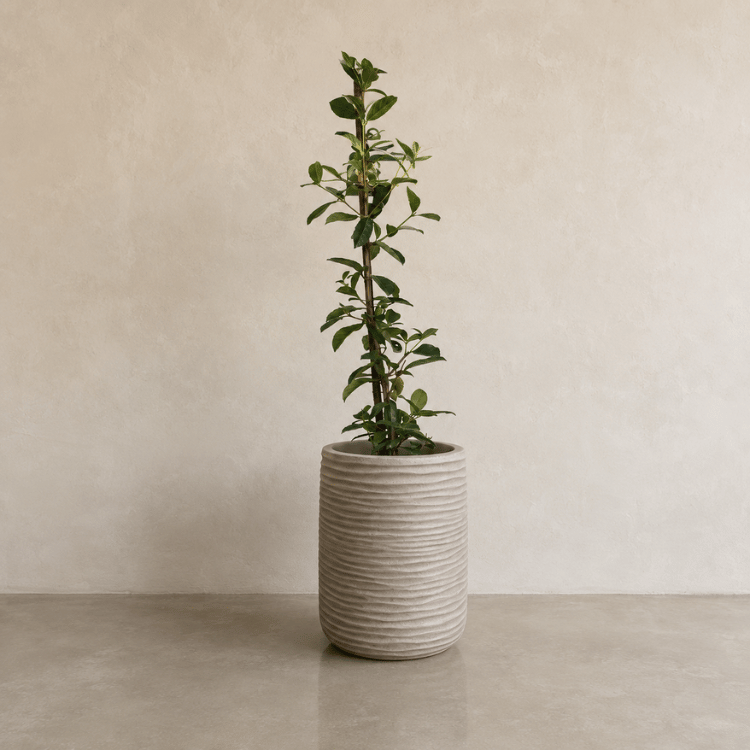 A tall, slender green plant with upright stems grows in a textured, cylindrical beige Lagoon Tall Japi Planter by Florastyle By Hingham. The modern planter sits on a smooth, light floor against a plain beige wall.