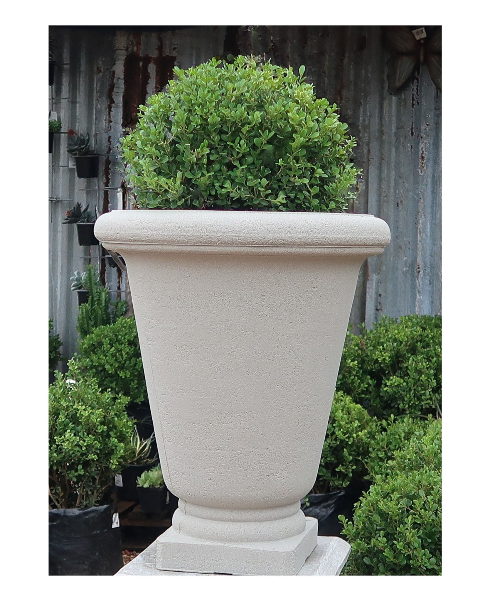 Bell Urn planter by Japi,  planted with a buxus ball raised up on a plinth. With a background  of foliage. Florastyle by Hingham.