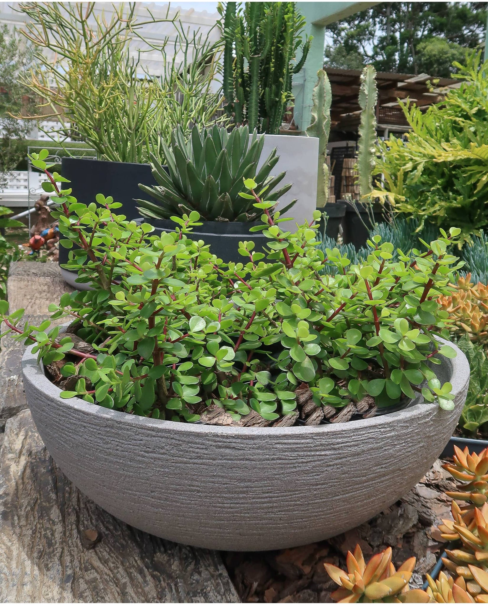 Sid view of the European Japi Bowl in the colour Stone. A gorgeous finish to a patio. Drip trays are available to purchase separately.  Great on a table top, in the garden or indoors. Florastyle by Hingham.