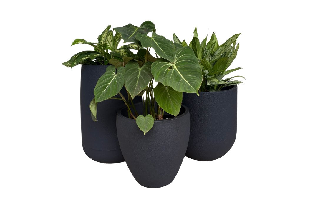 Japi Planters
