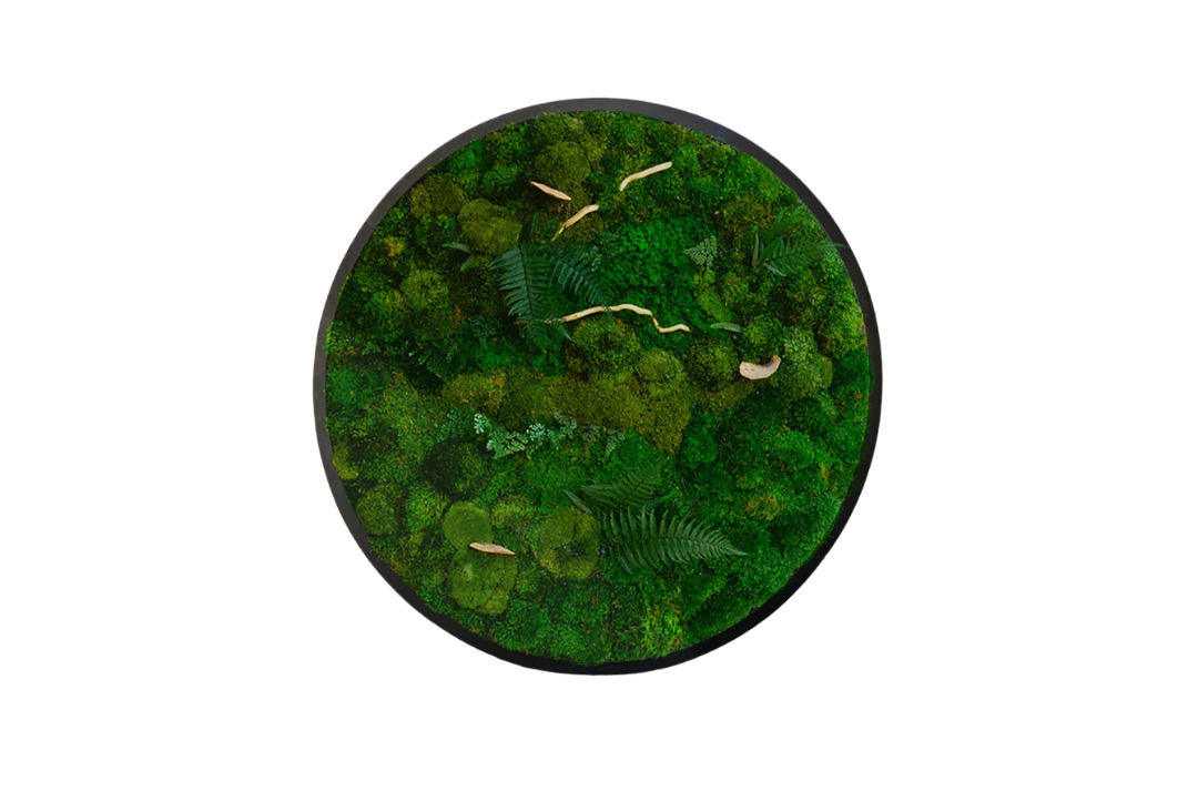 Real Preserved Moss