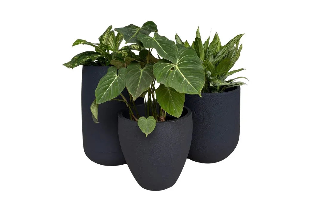 Japi Planters