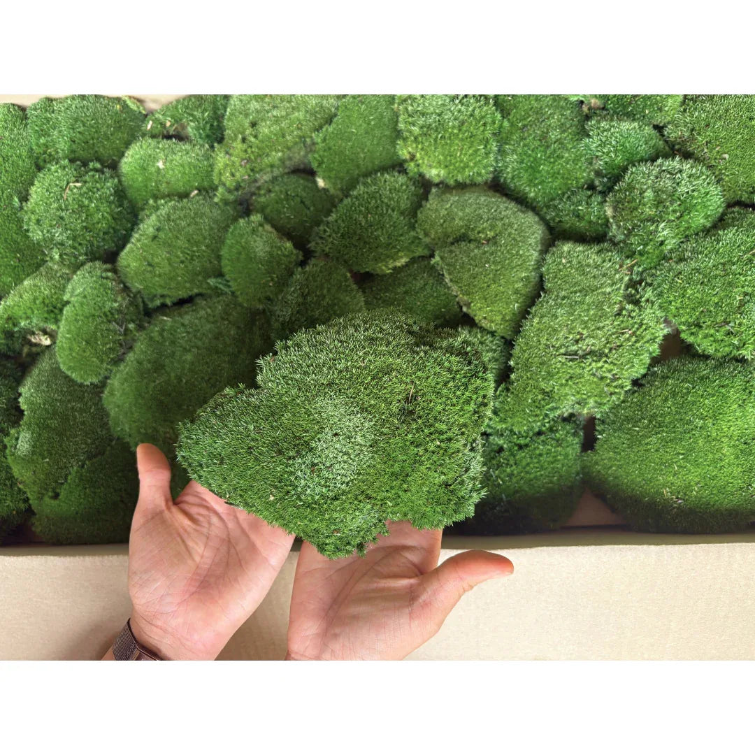 Travel Box - Real Preserved Ball Moss