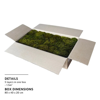 Bulk Box - Real Preserved Mood Moss
