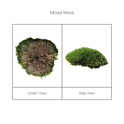 Travel Box - Real Preserved Mood Moss