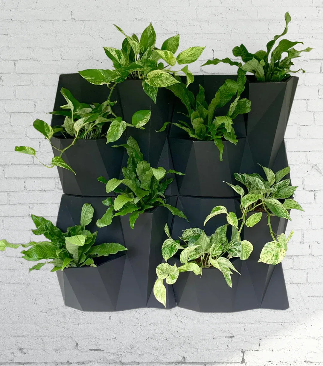 Angolo Japi Studio Wall Planter