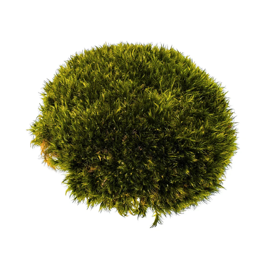 Travel Box - Real Preserved Mood Moss