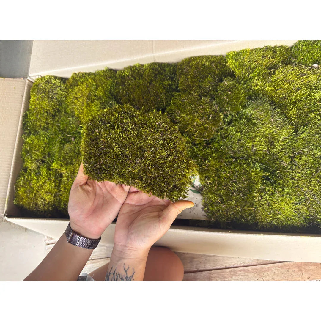 Travel Box - Real Preserved Mood Moss