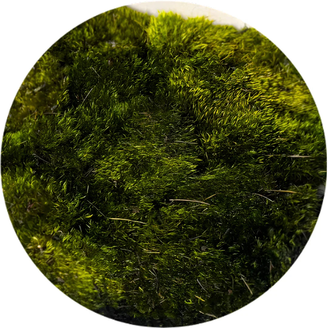 Travel Box - Real Preserved Mood Moss