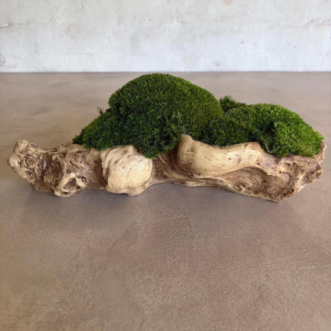 Décor Moss Bowl - Real Preserved Moss - Florastyle By Hingham