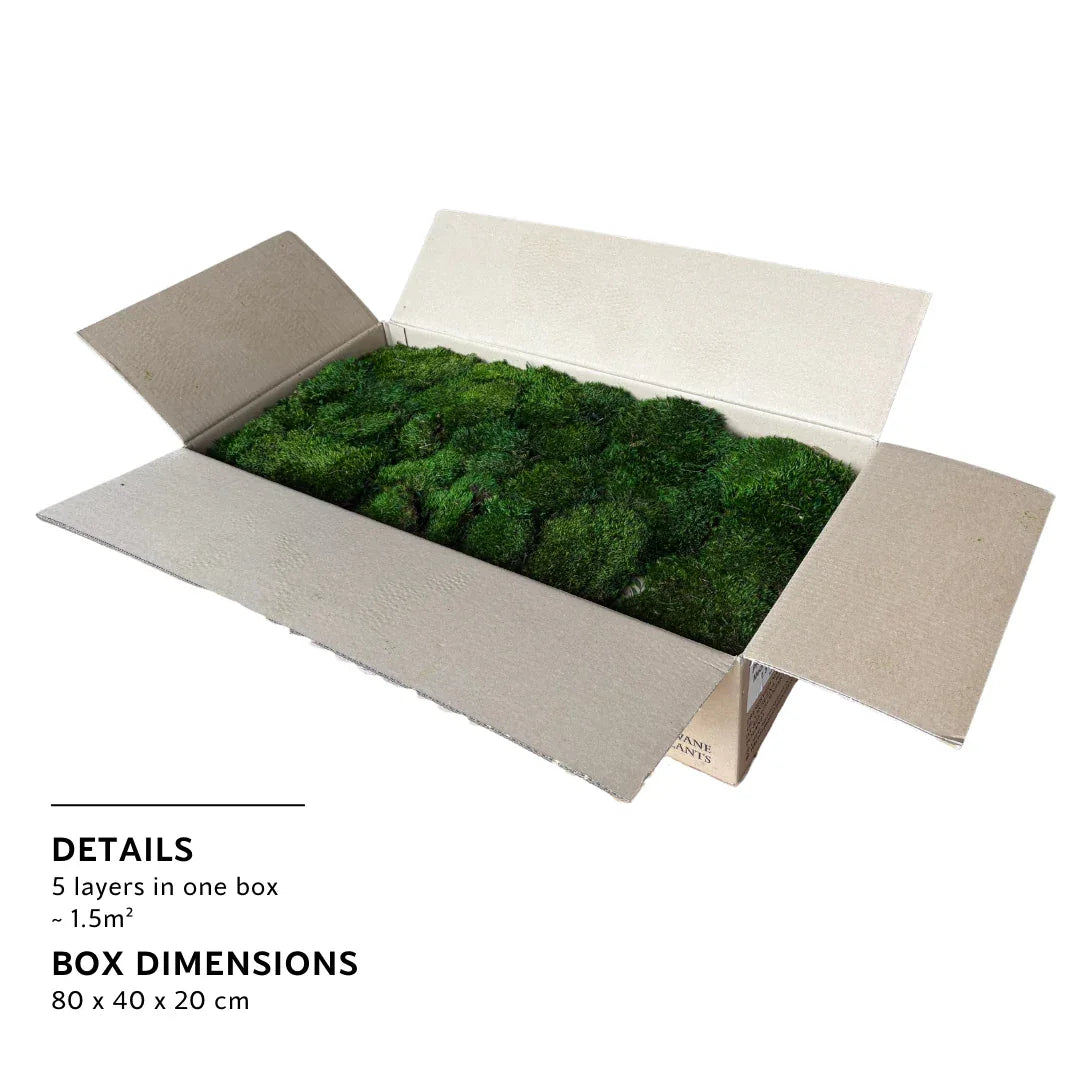 Bulk Box - Real Preserved Mood Moss