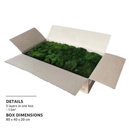 Bulk Box - Real Preserved Mood Moss
