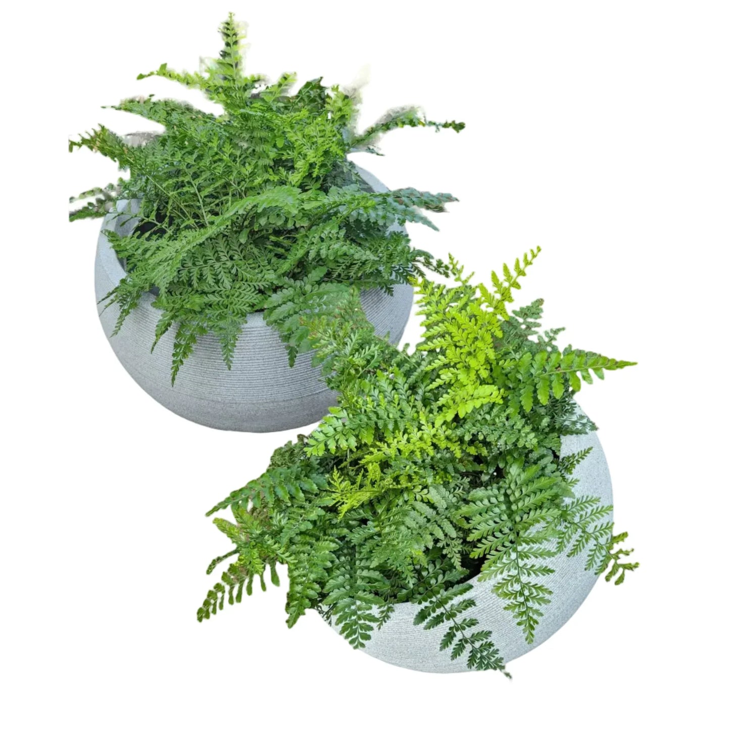 Two granite coloured Japi Linear Bowls with plants growing directly in them, placed against a white background.