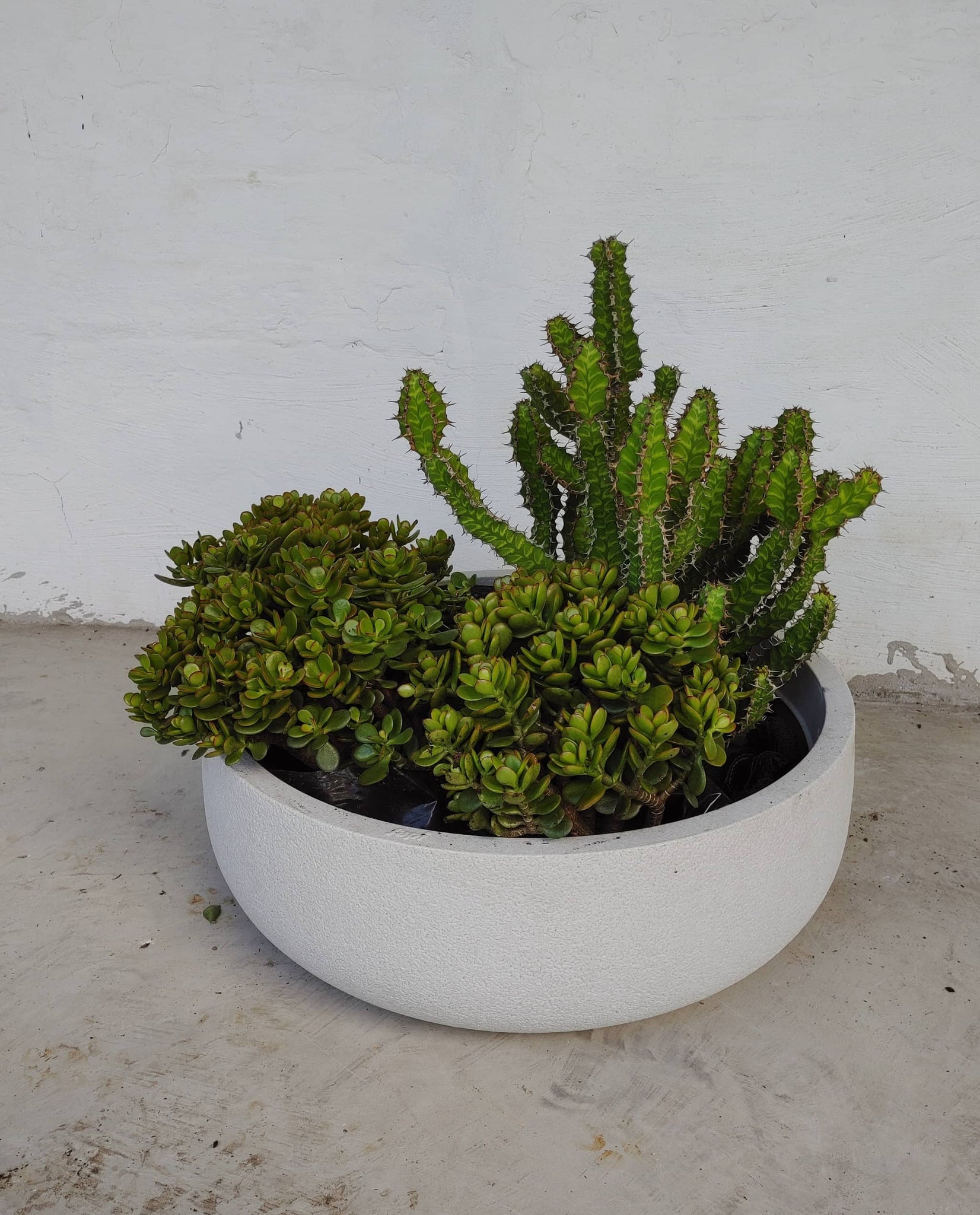 Rustic Bowl Japi Planter