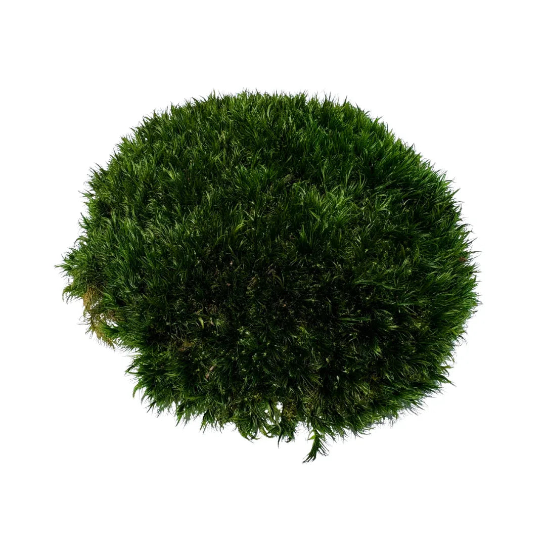 Travel Box - Real Preserved Mood Moss