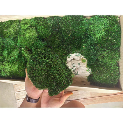 Travel Box - Real Preserved Mood Moss