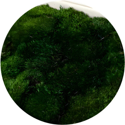 Travel Box - Real Preserved Mood Moss