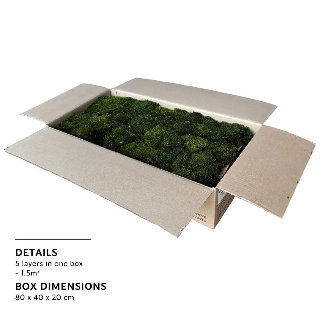 Bulk Box - Real Preserved Mood Moss