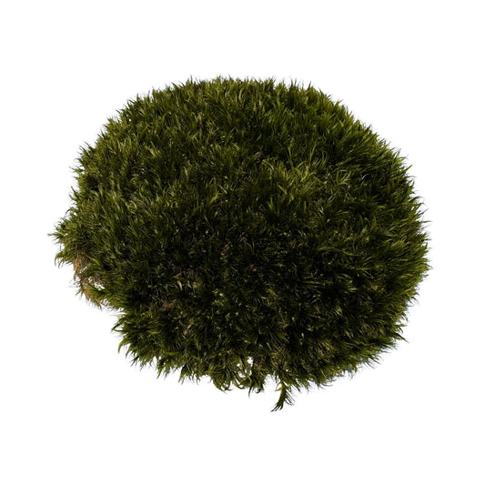 Travel Box - Real Preserved Mood Moss