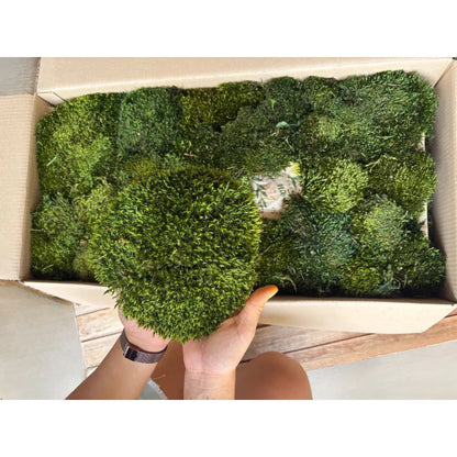 Travel Box - Real Preserved Mood Moss