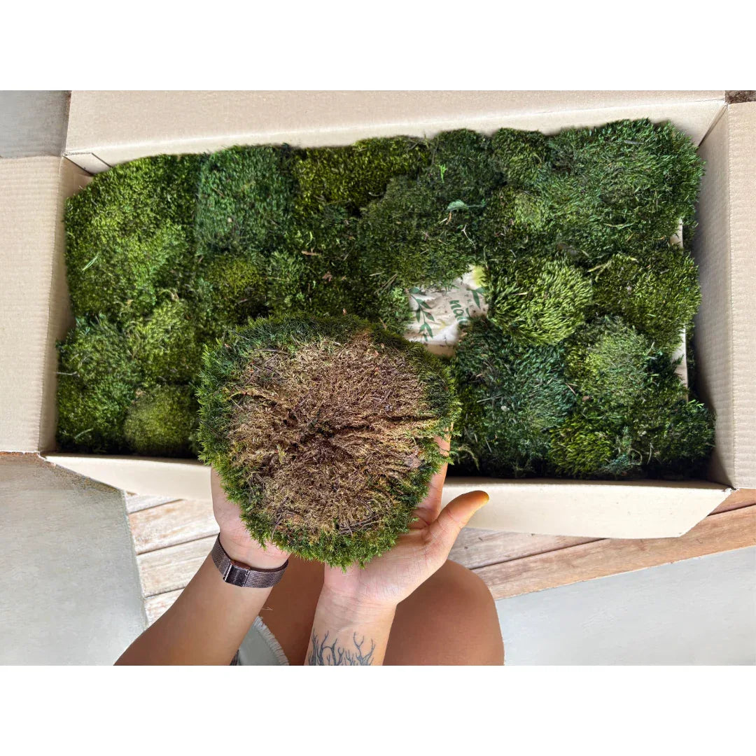 Travel Box - Real Preserved Mood Moss