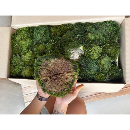 Travel Box - Real Preserved Mood Moss