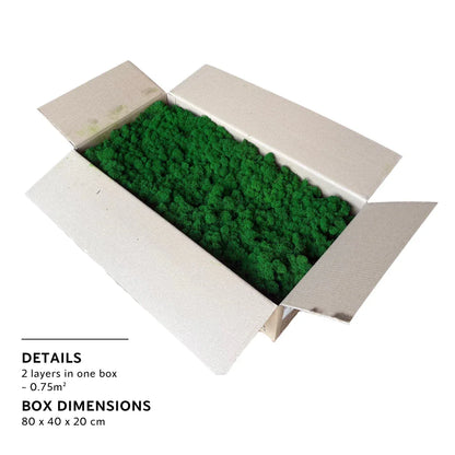 Real Preserved Reindeer Moss