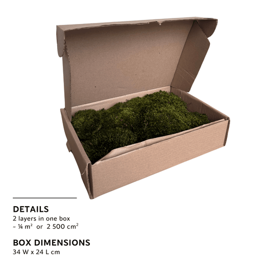Travel Box - Real Preserved Mood Moss