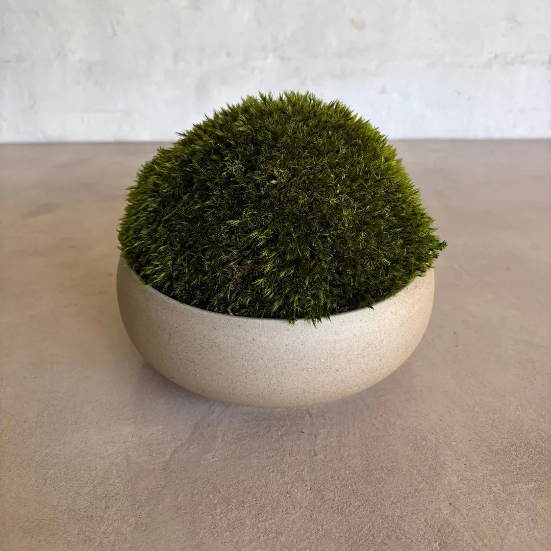 Décor Moss Bowl - Real Preserved Moss - Florastyle By Hingham