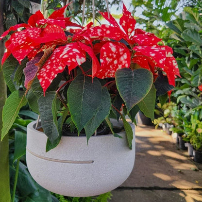 Rustic Pendant, Japi hanging planter displayed hanging. colour off white