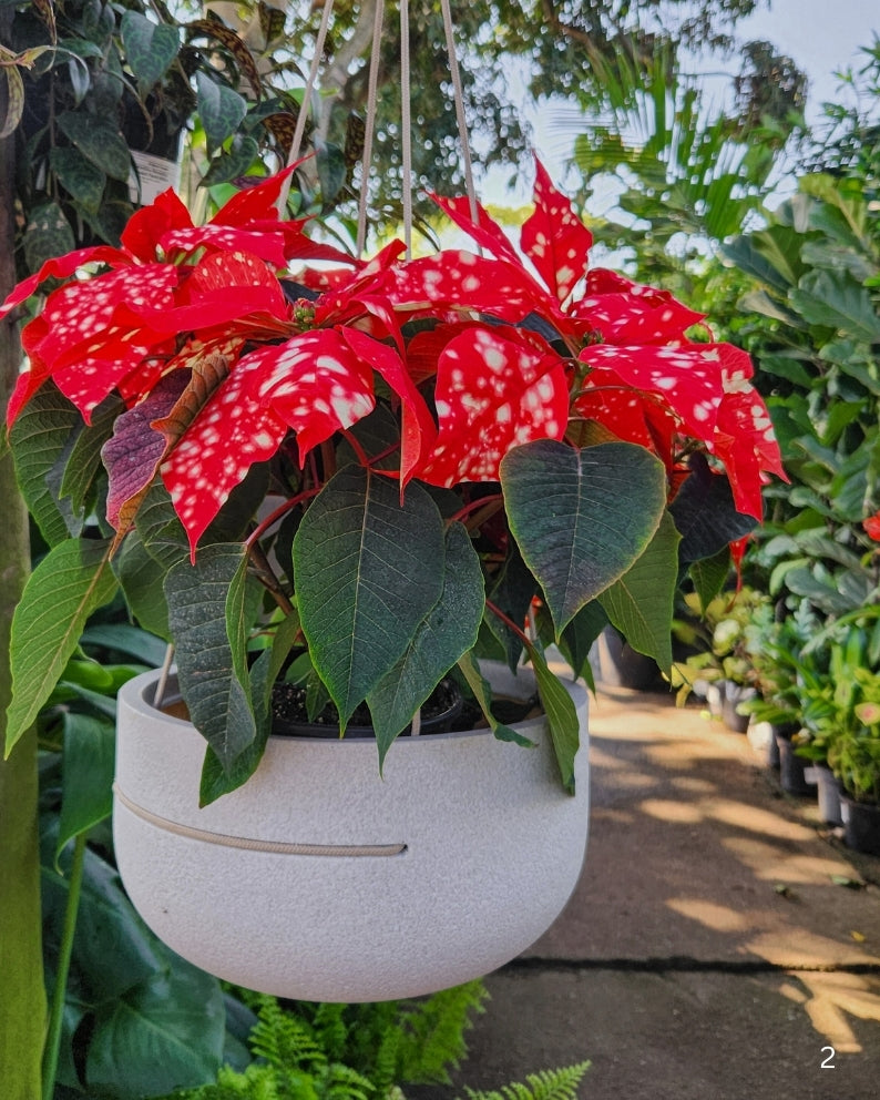 Rustic Pendant, Japi hanging planter displayed hanging. colour off white