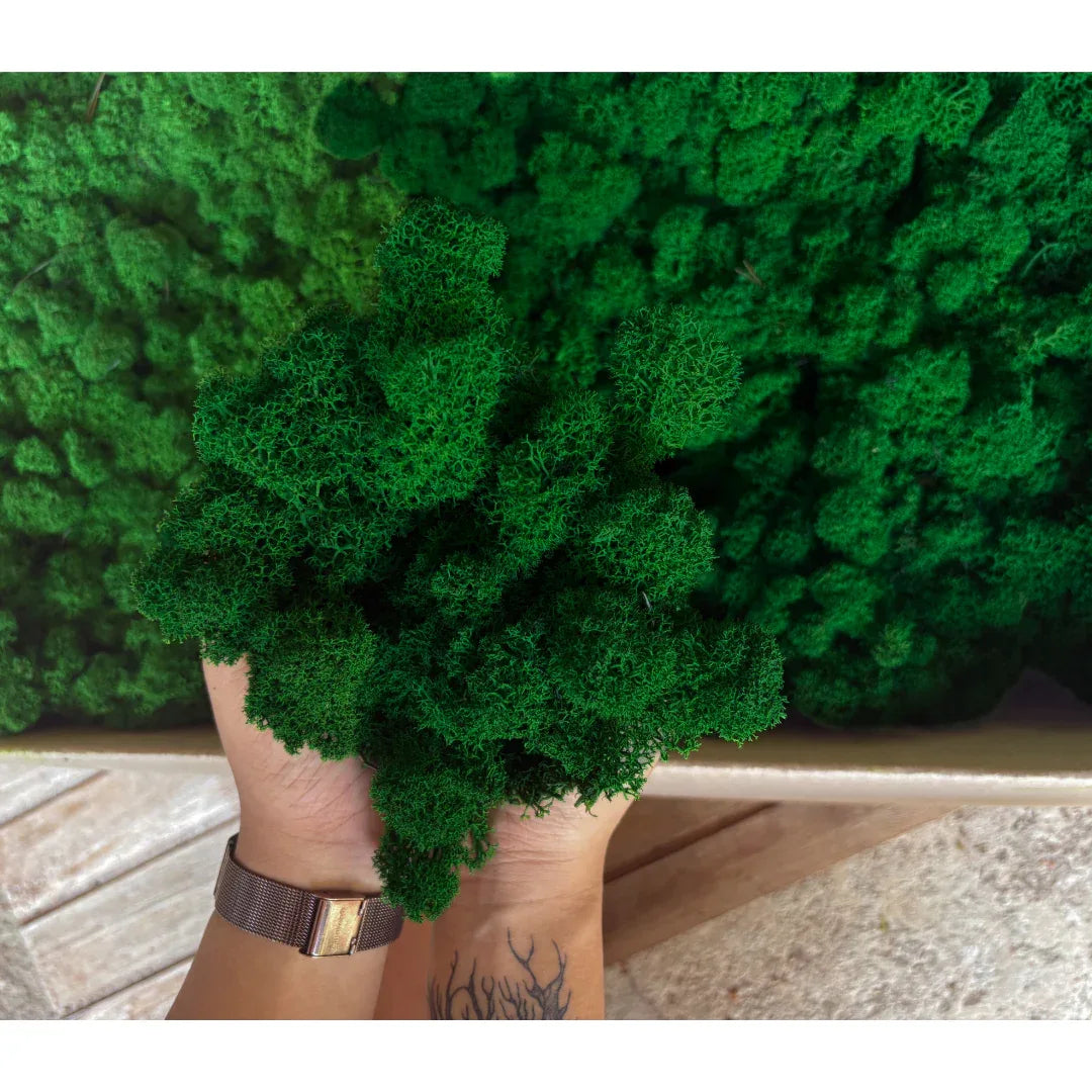 Real Preserved Reindeer Moss