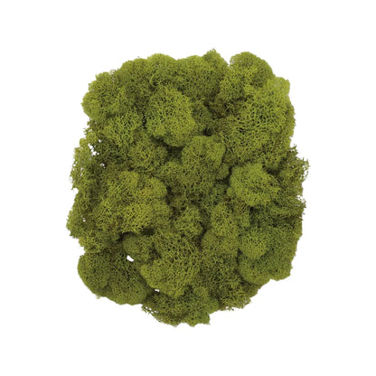 Real Preserved Reindeer Moss