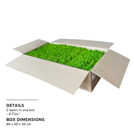 Real Preserved Reindeer Moss