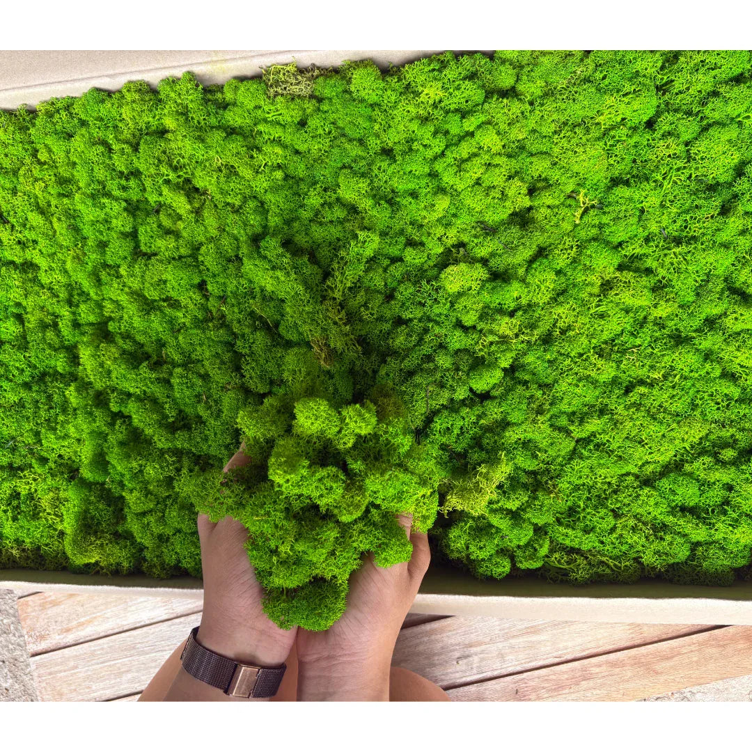 Real Preserved Reindeer Moss