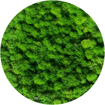 Real Preserved Reindeer Moss