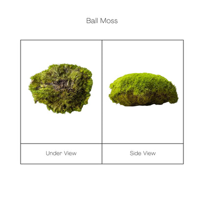 Travel Box - Real Preserved Ball Moss