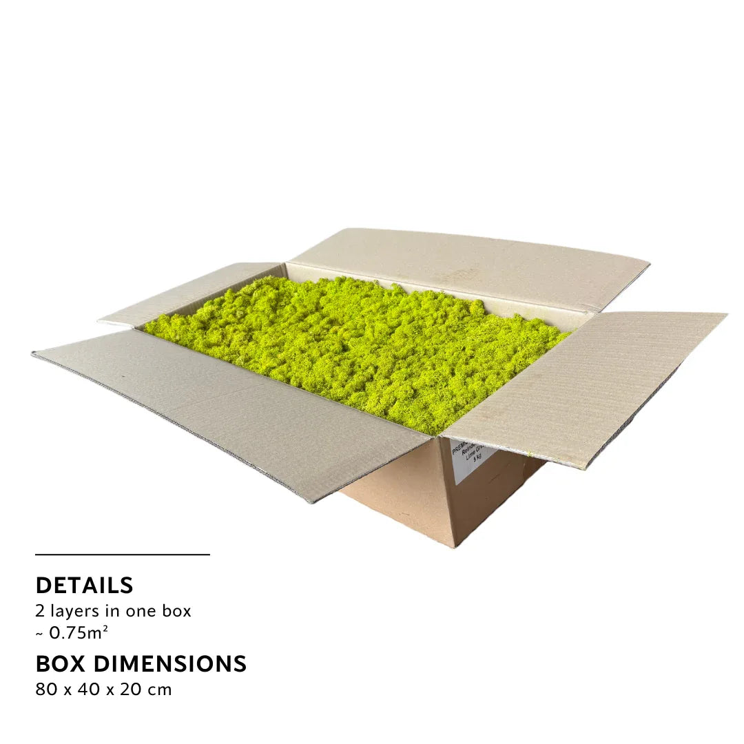 Real Preserved Reindeer Moss