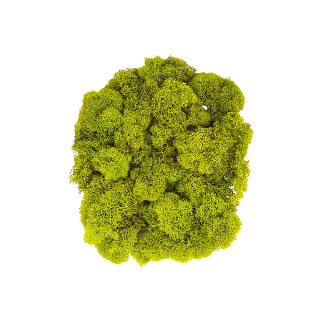 Real Preserved Reindeer Moss