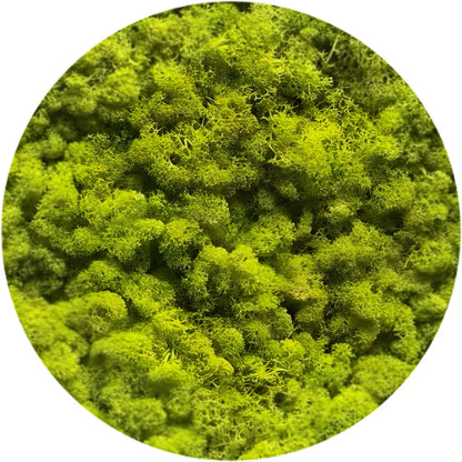 Real Preserved Reindeer Moss
