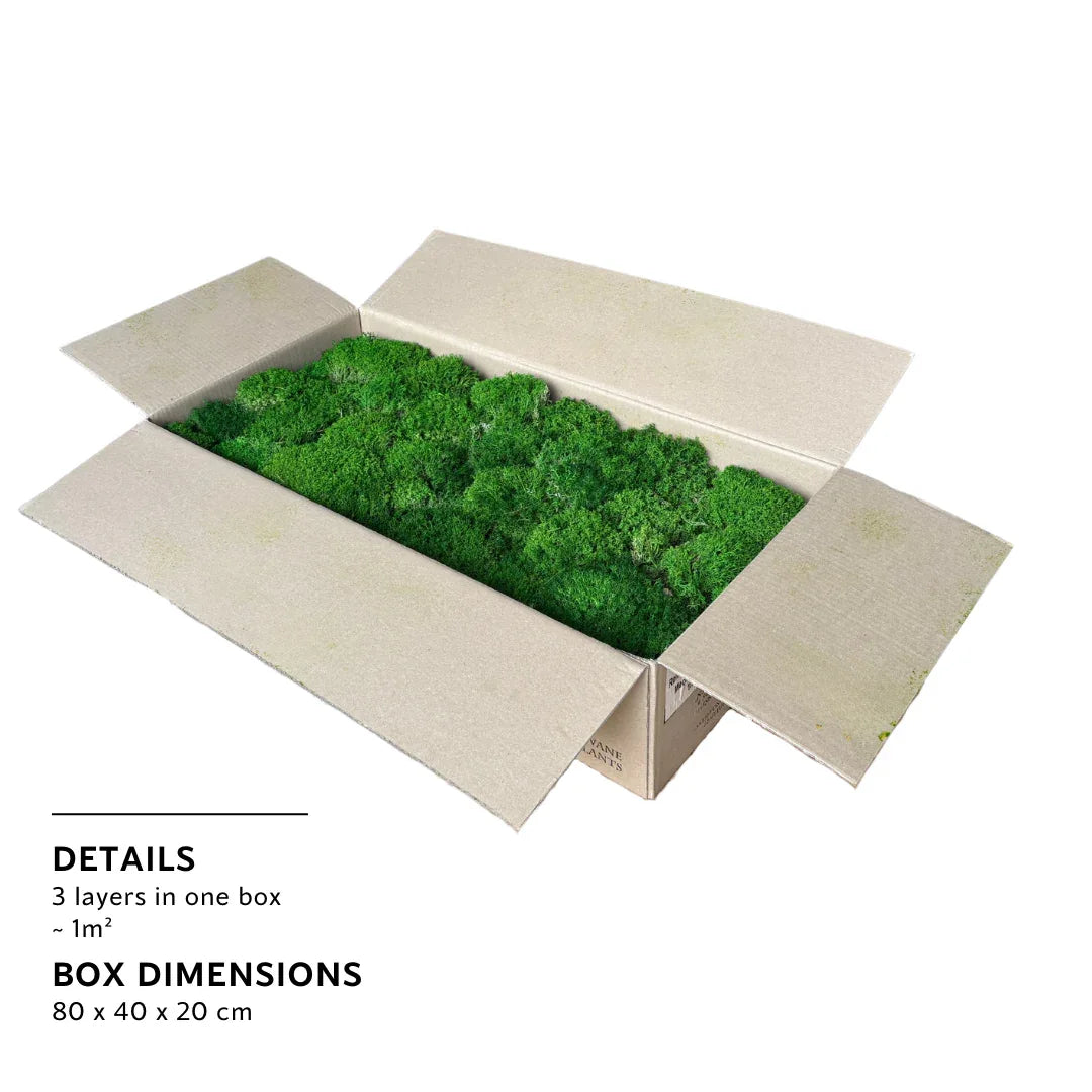 Real Preserved Reindeer Ball Moss