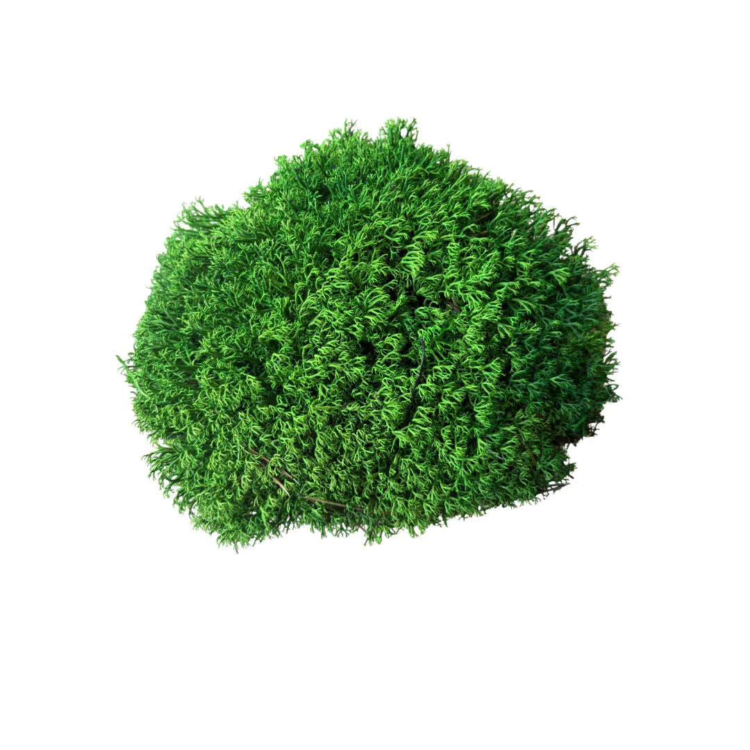 Real Preserved Reindeer Ball Moss