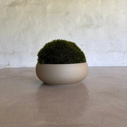 Décor Moss Bowl - Real Preserved Moss - Florastyle By Hingham