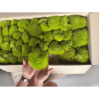 Travel Box - Real Preserved Ball Moss